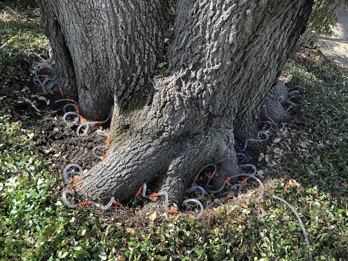 Detailed Tree Cabling and Bracing job site in Musselshell