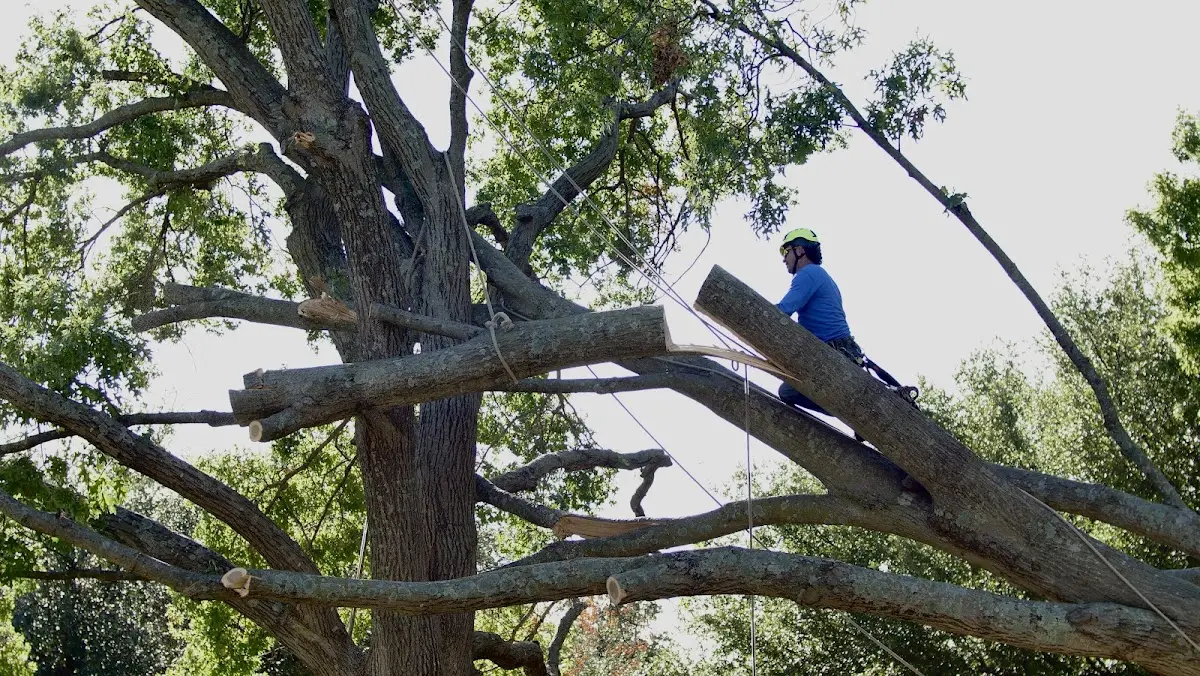 Professional Crown Thinning performed by certified arborists in Musselshell