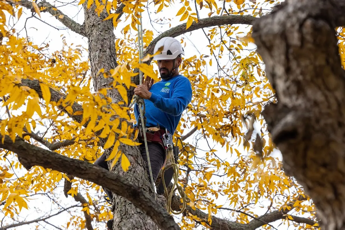 Skilled Tree Planing crew working in Musselshell